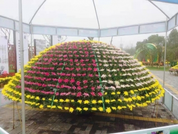 大立菊在公园菊花展布展中的运用