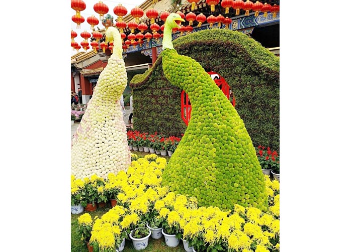 大型菊花展览