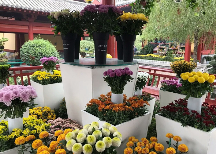 公园菊花展览造型