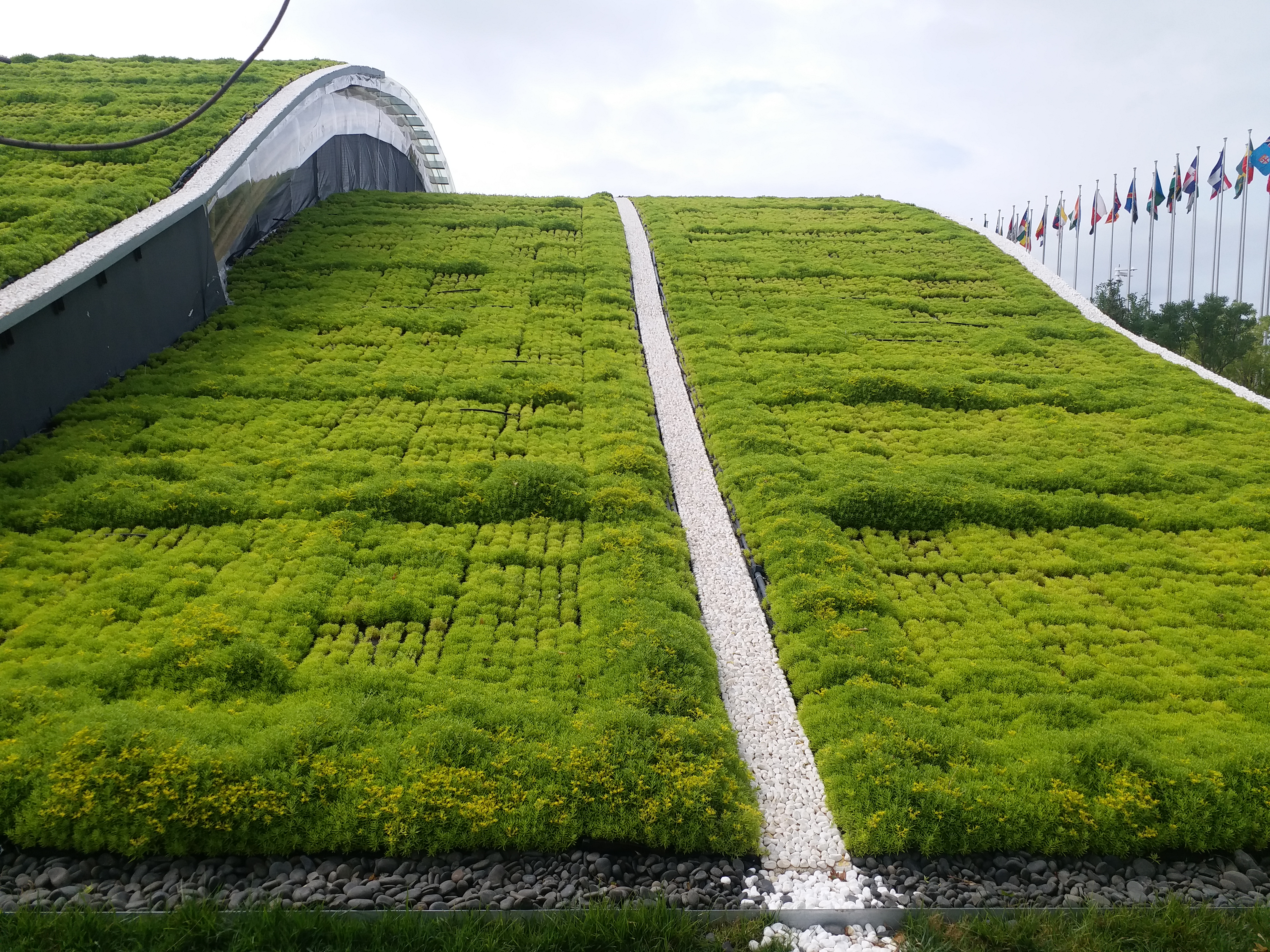 佛甲草常用作屋顶绿化、护坡绿化、立体花坛、绿雕、五色草造型上.jpg