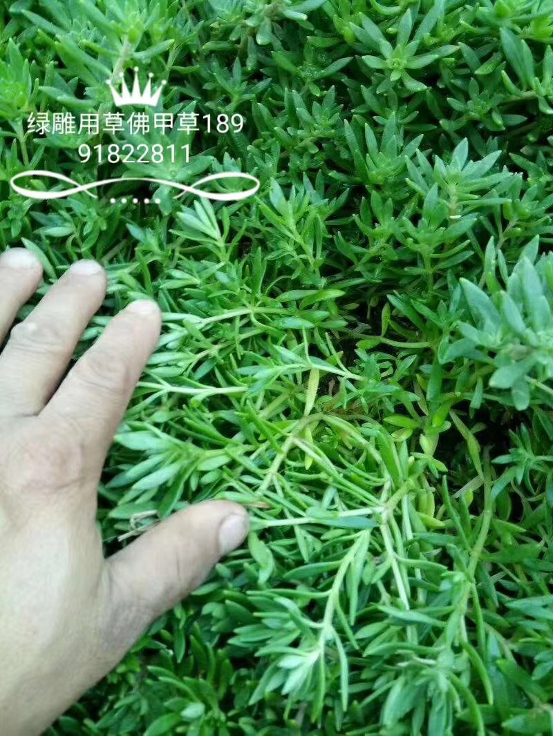 佛甲草常用作屋顶绿化、护坡绿化、立体花坛、绿雕、五色草造型上.jpg