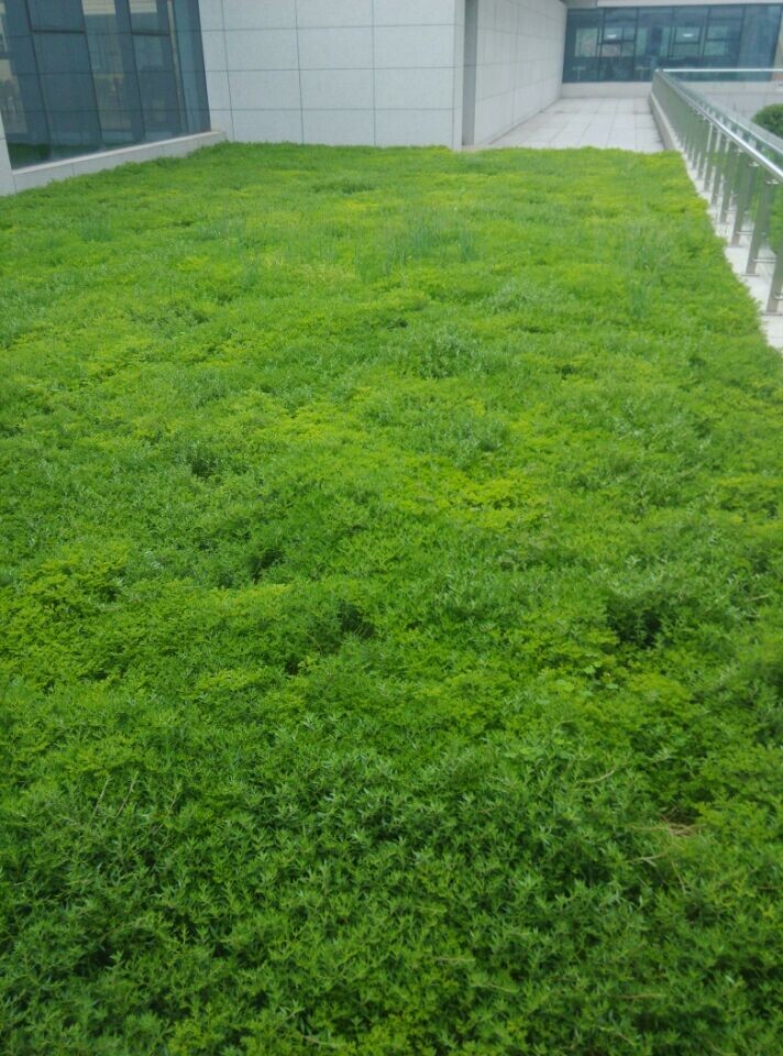 佛甲草屋顶绿化提升西安高新区学校绿化面积.jpg