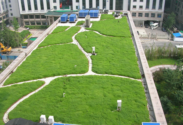 佛甲草用在西安高新区29小学屋顶绿化的优势.jpg