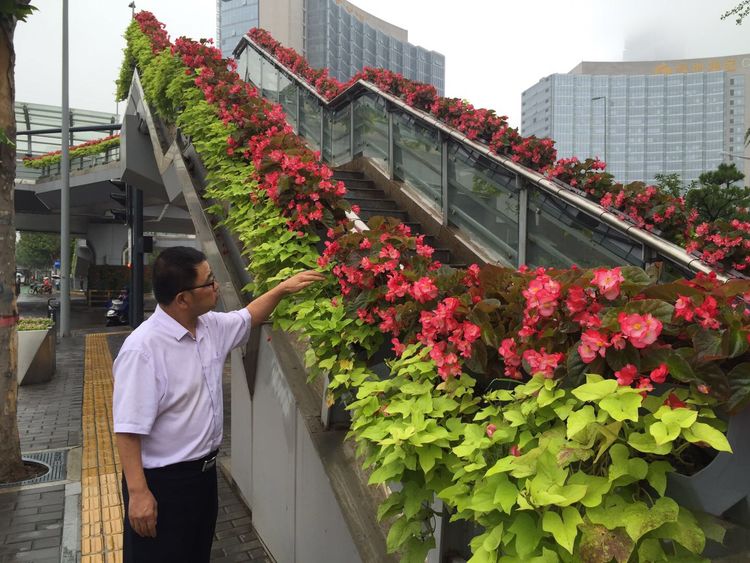 植物墙、桥梁立体绿化增添城市生态魅力.jpg