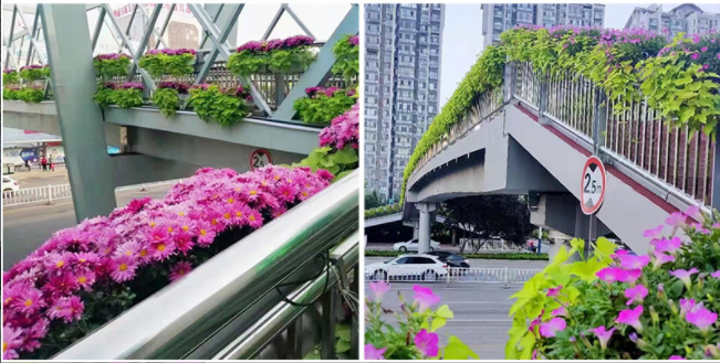 植物墙、桥梁立体绿化增添城市生态魅力.png
